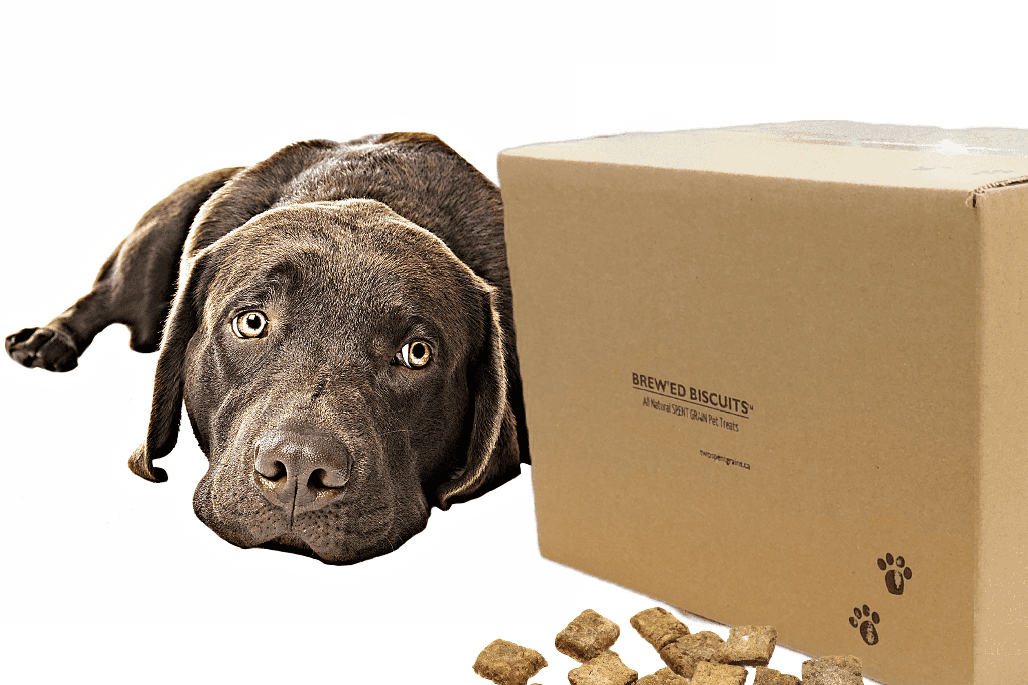 Dog Biscuits Best Place To Buy Bulk Dog Food Doggie Treats Dog
